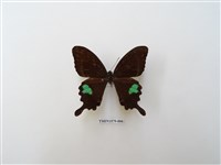 藏品(臺灣琉璃翠鳳蝶)的圖片